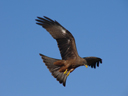 falconry, hunting in Georgia